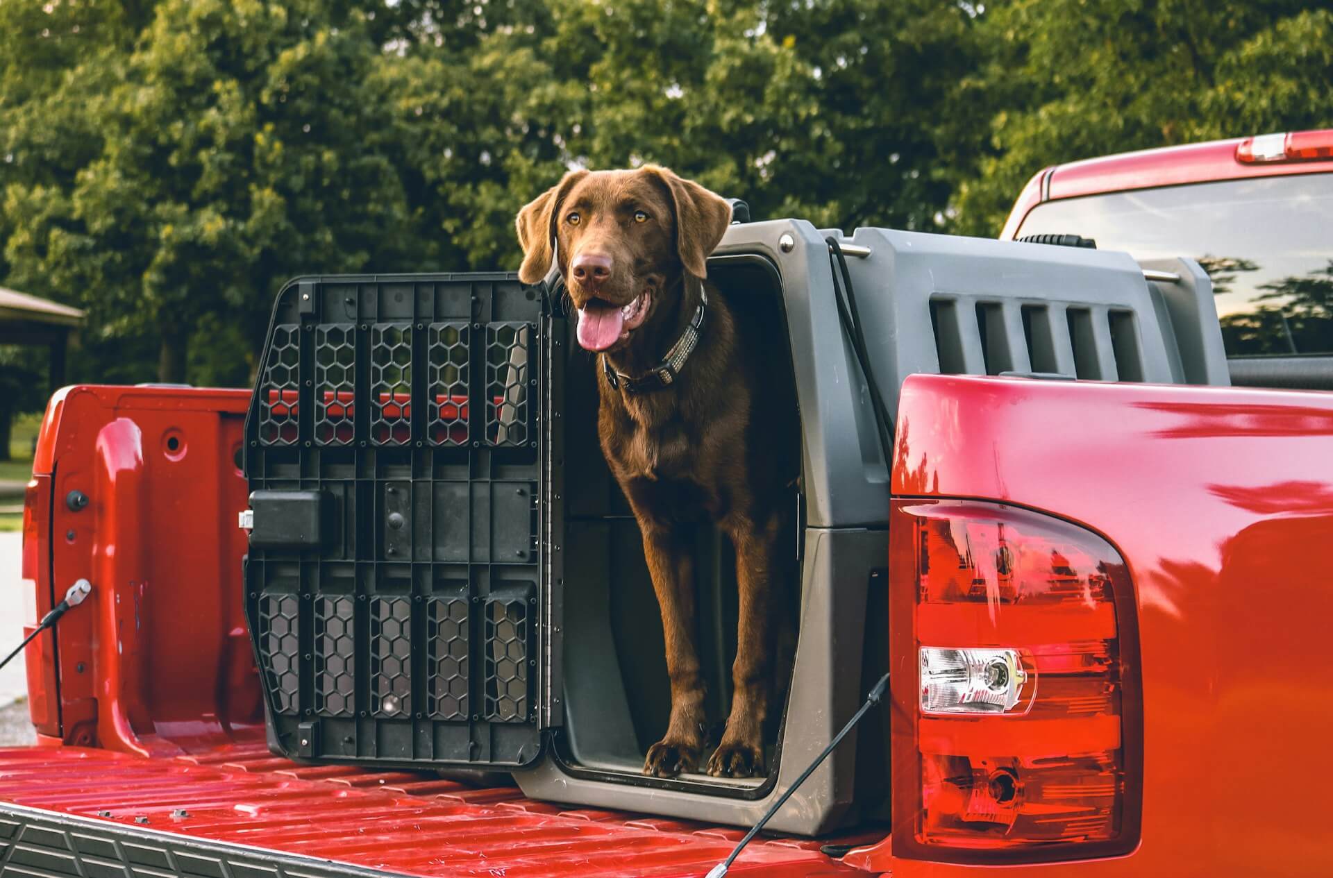 A brown lab stands inside a gray plastic pet carrier that's open. It sits on the bed of a red truck. The bed door is also open. Trees line the distance.