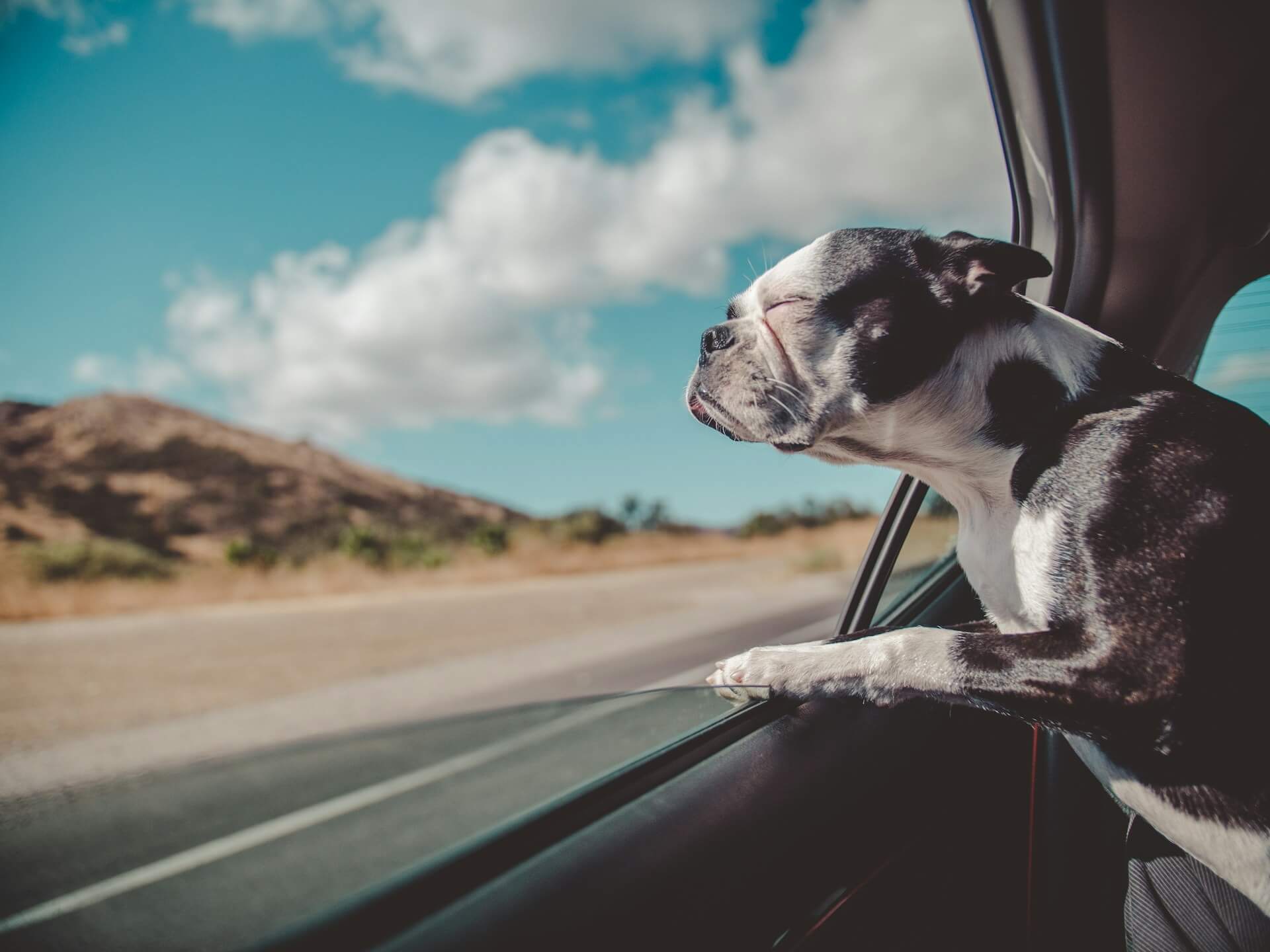 A small bulldog with black and white coloring holds his head out of the backseat car window with his eyes closed. The car is moving on a highway. There are dirty hills in the background and a blue sky full of puffy white clouds.