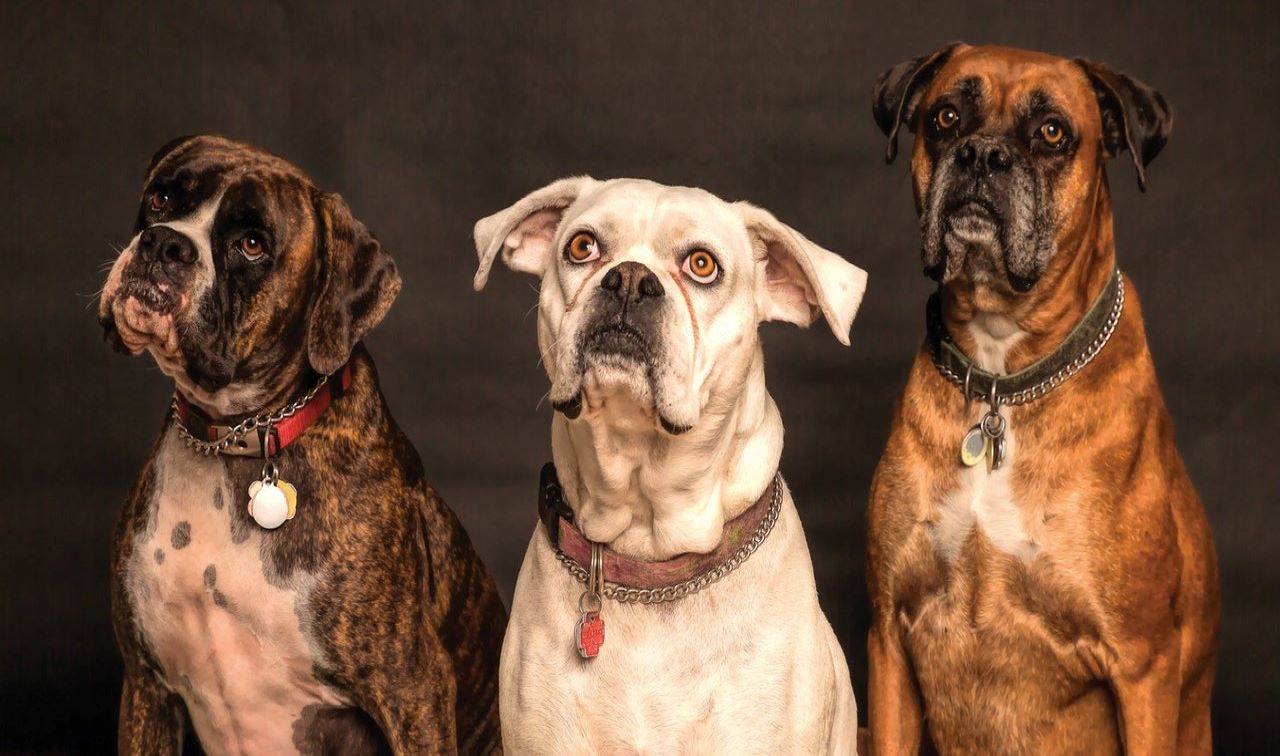 Dog walking, one of the hobbies for men that make money.