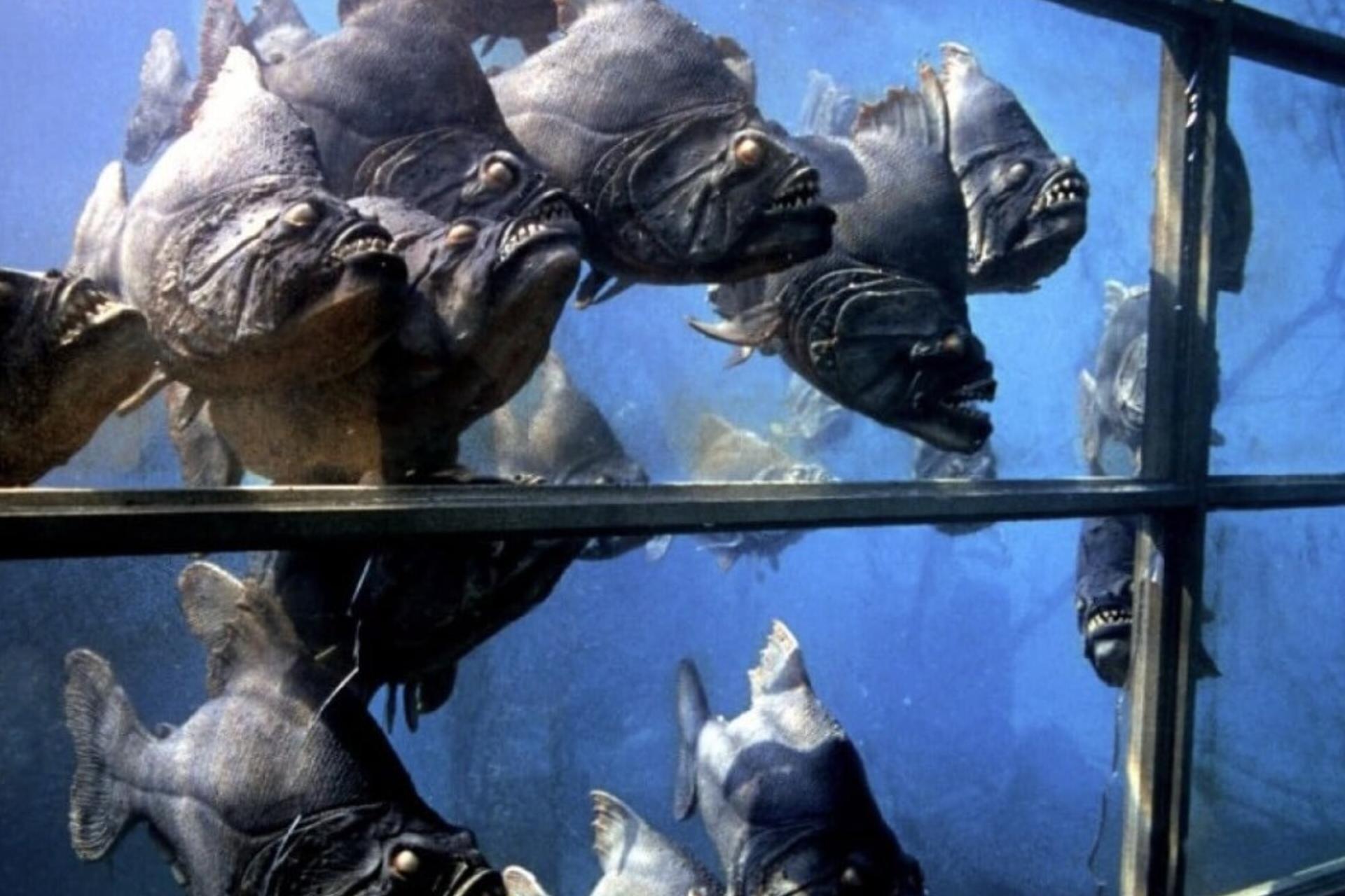fake piranha fish near an underwater cage