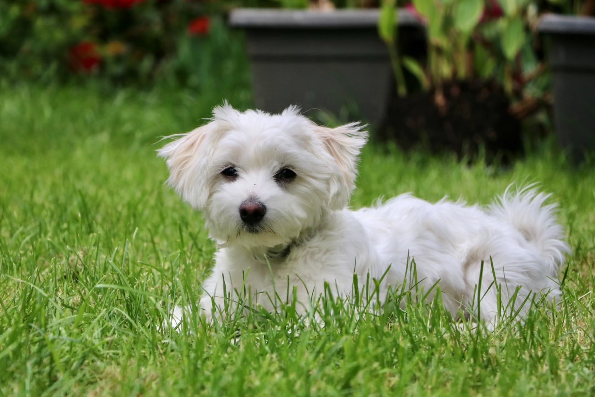 a maltese puppy laying in the grass