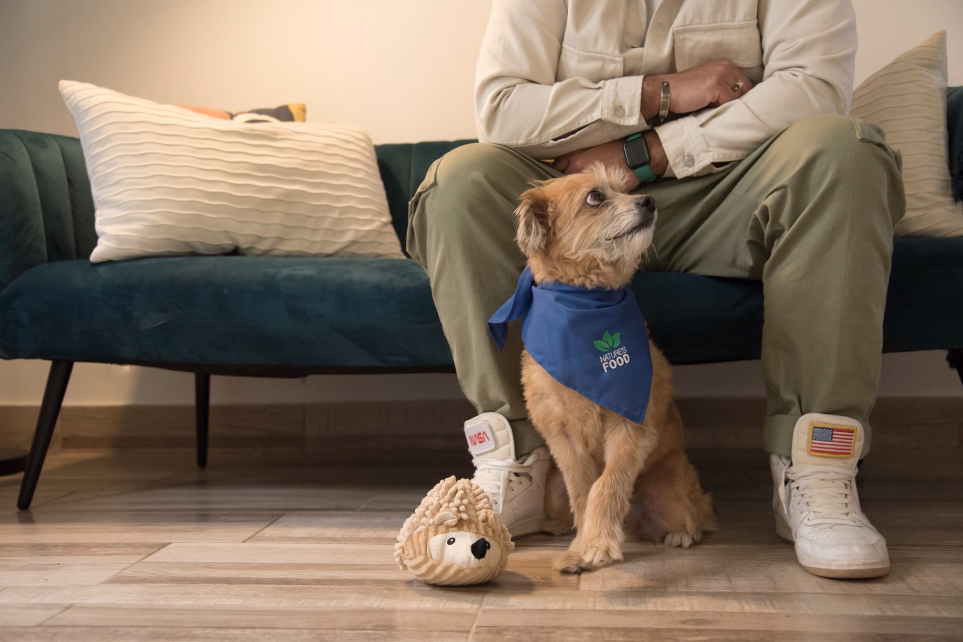 small apartment dog with owner