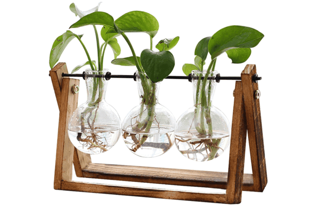 A portable terrarium from XXXFLOWER