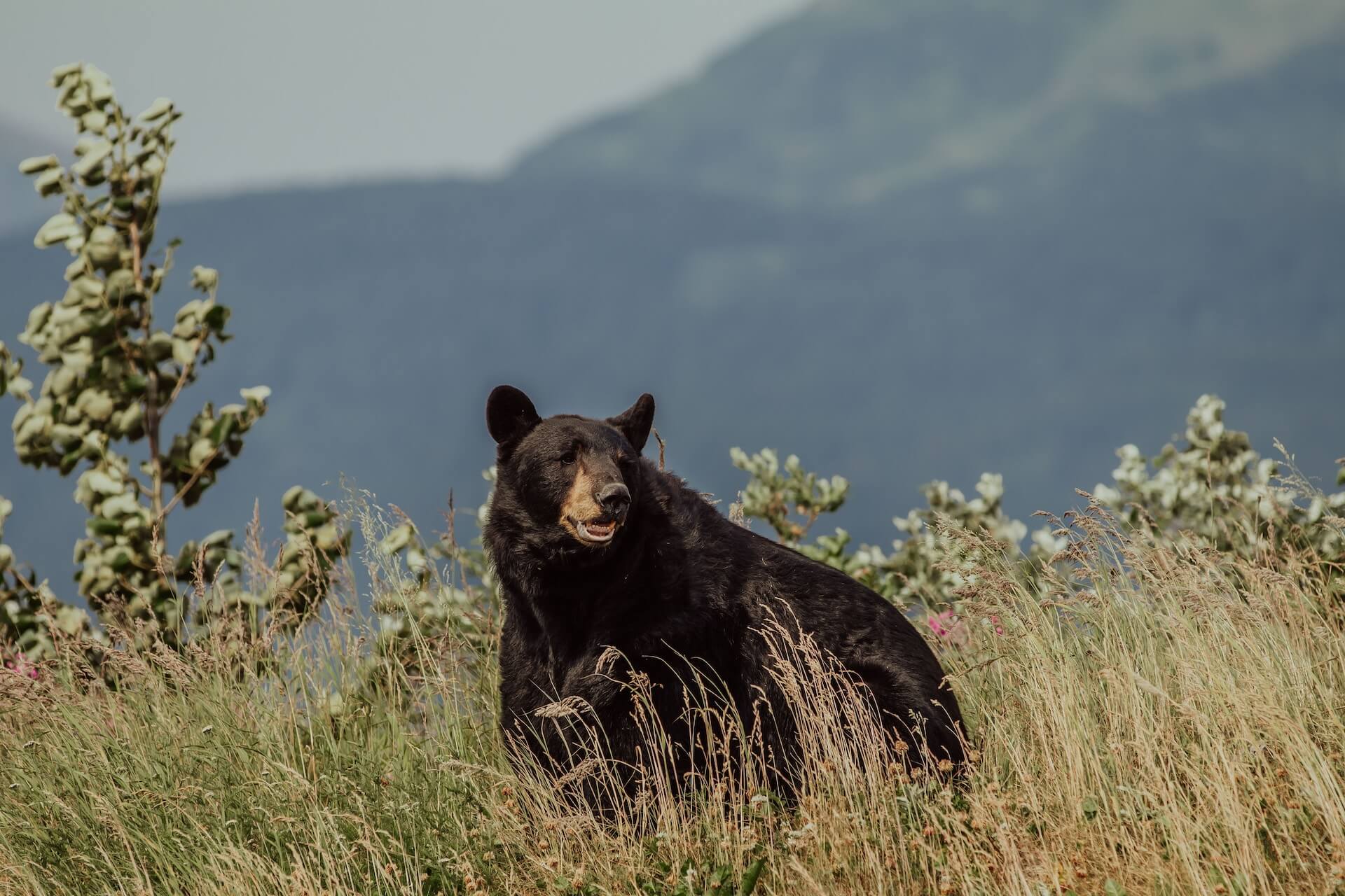 black bear in a field