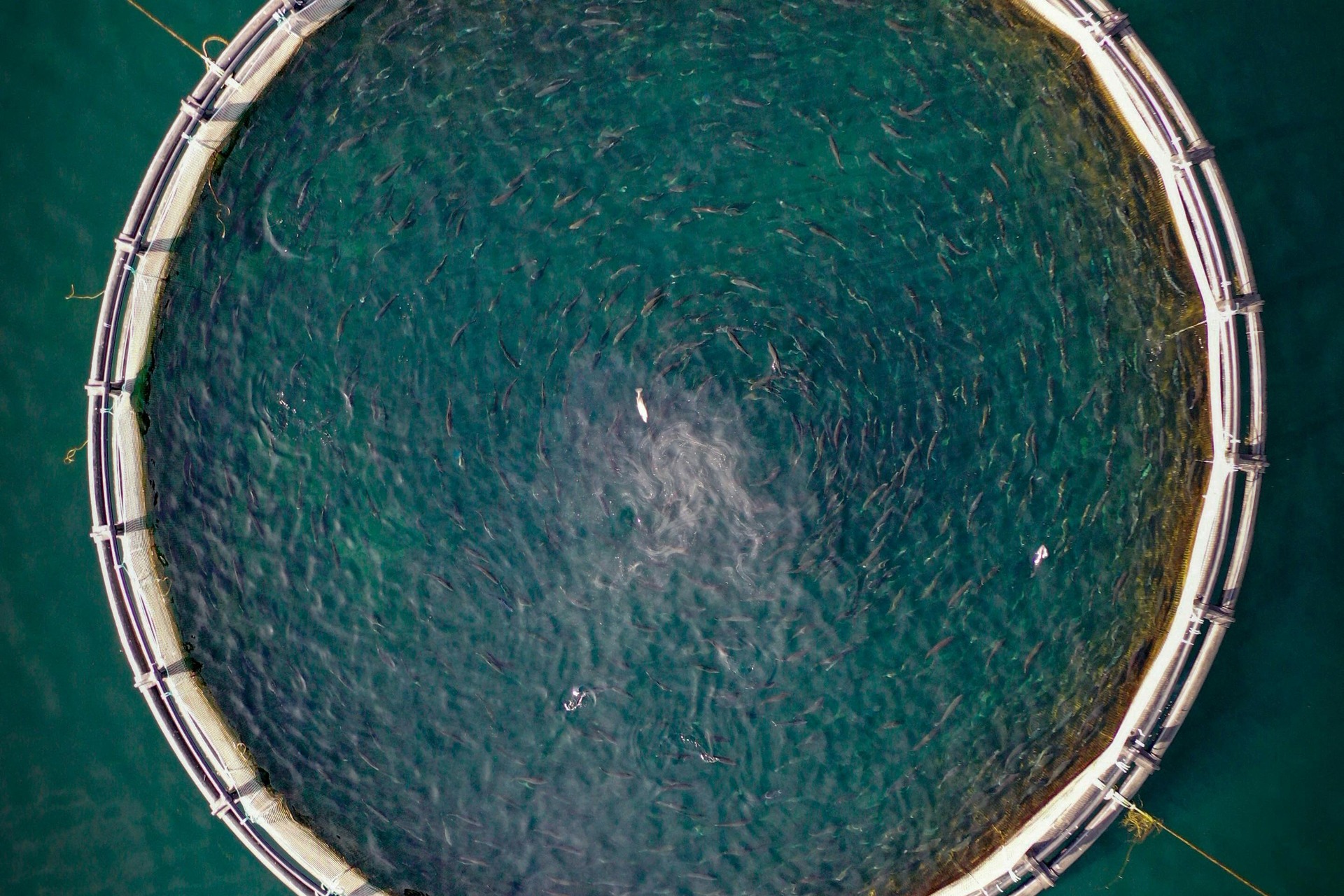 an overcrowded fish farm