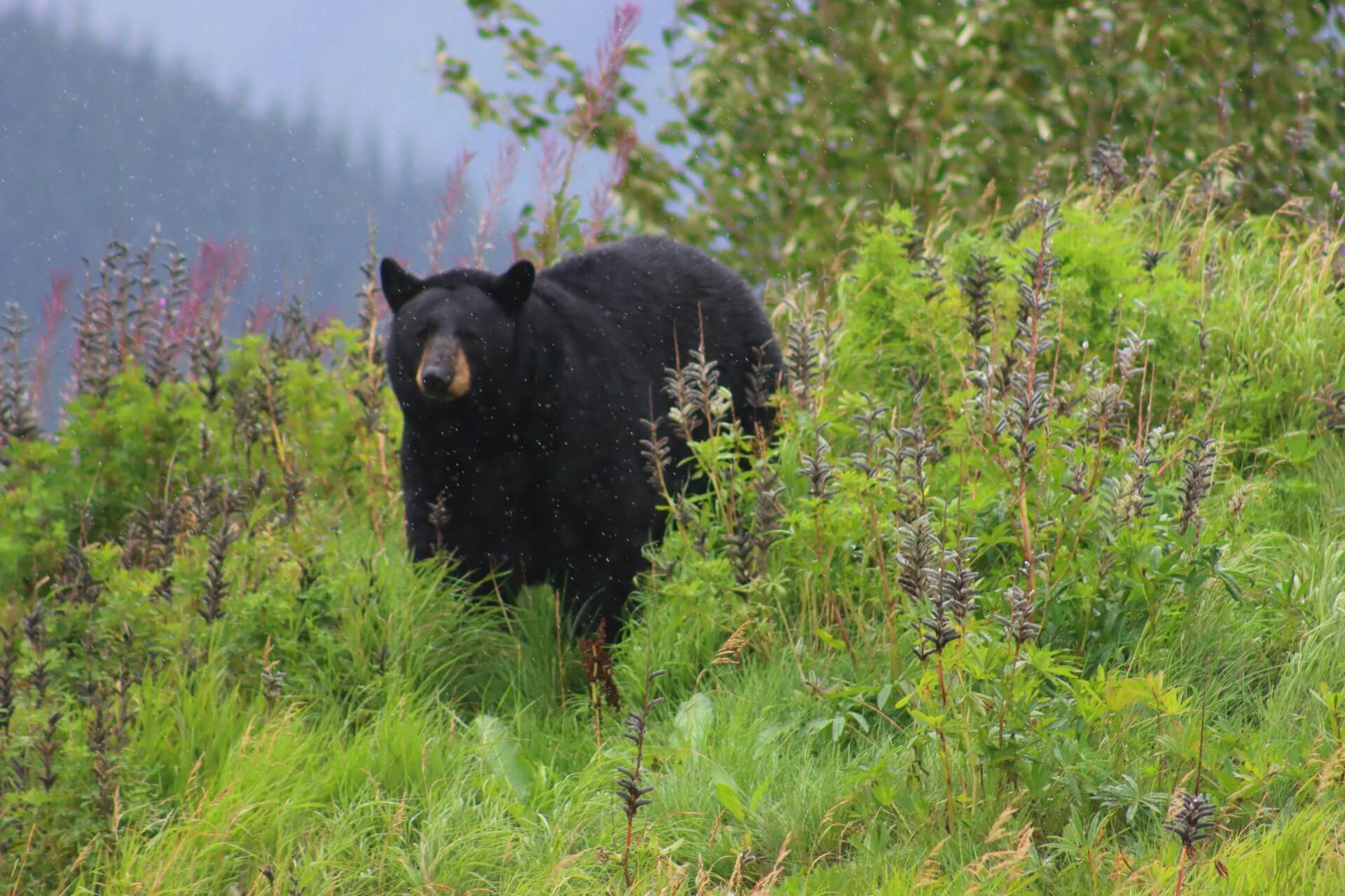 A mature black bear in the wild.