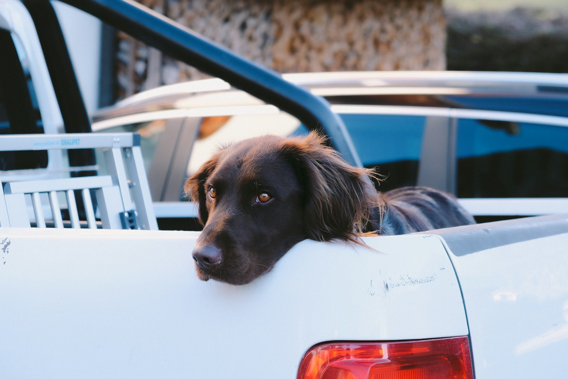 A black lab drooping its head over a truckbed