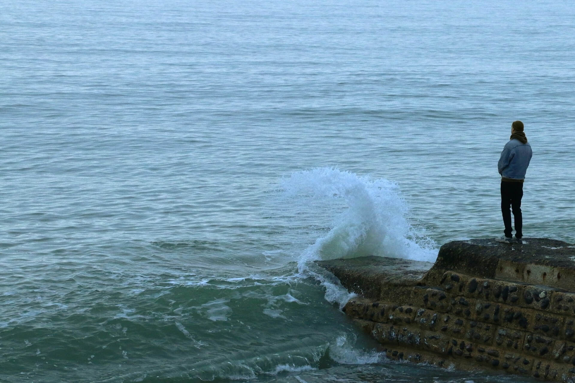 A lone wolf standing by the sea lost in thoughts.