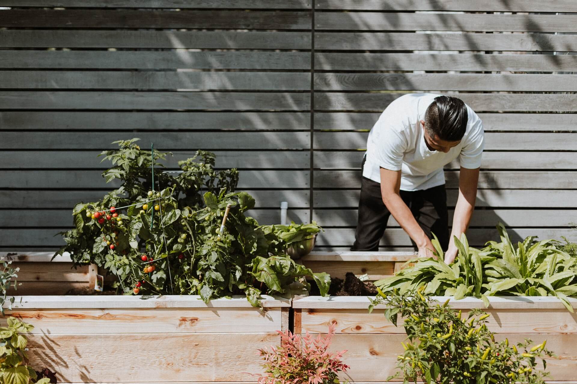Man tending his garden