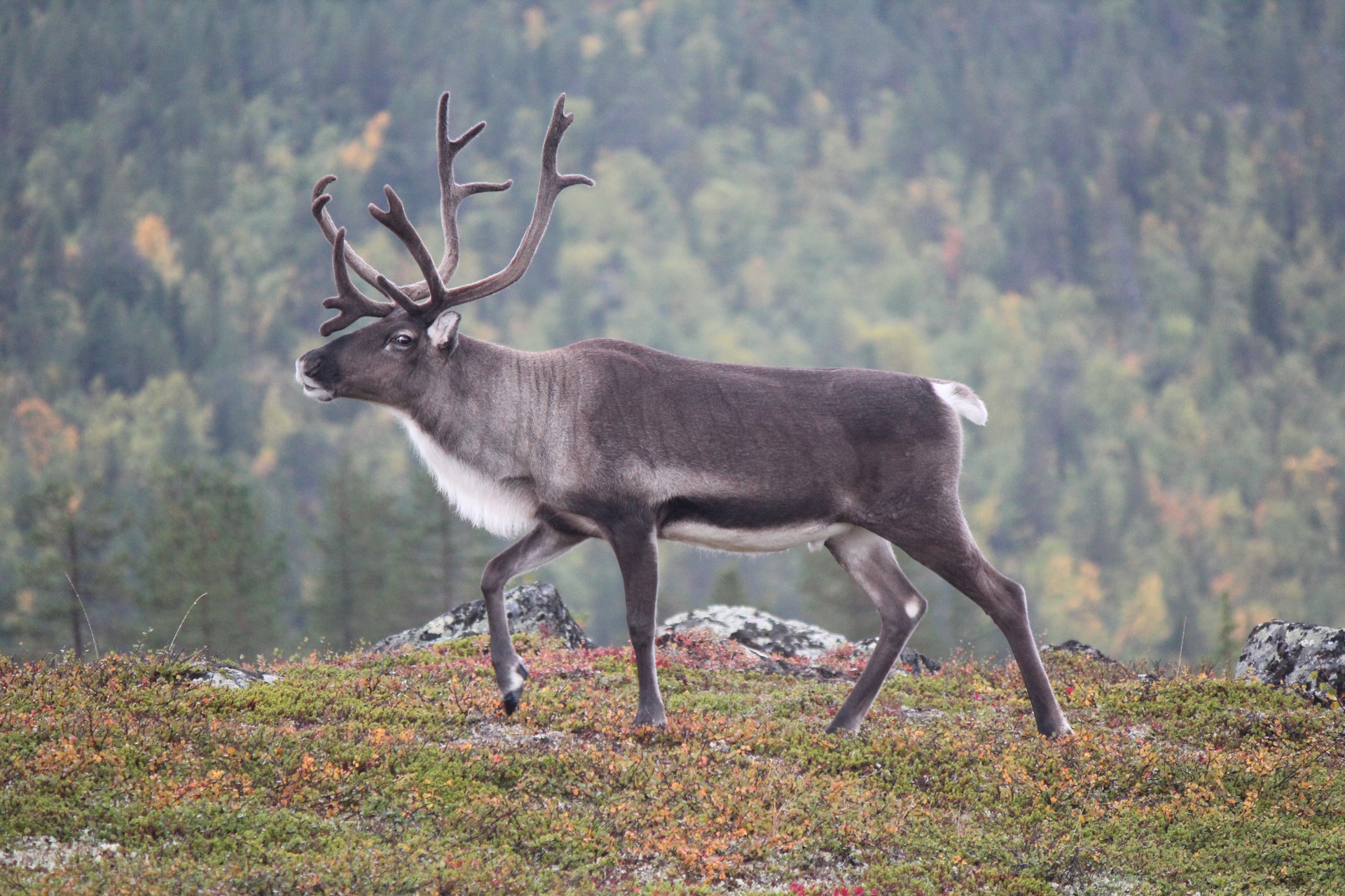 A beautiful reindeer bull showing off his antlers