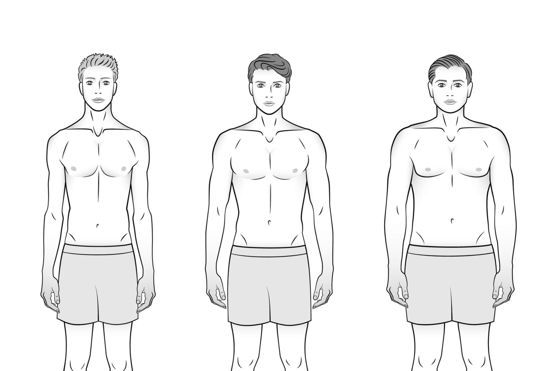 Different male body types.