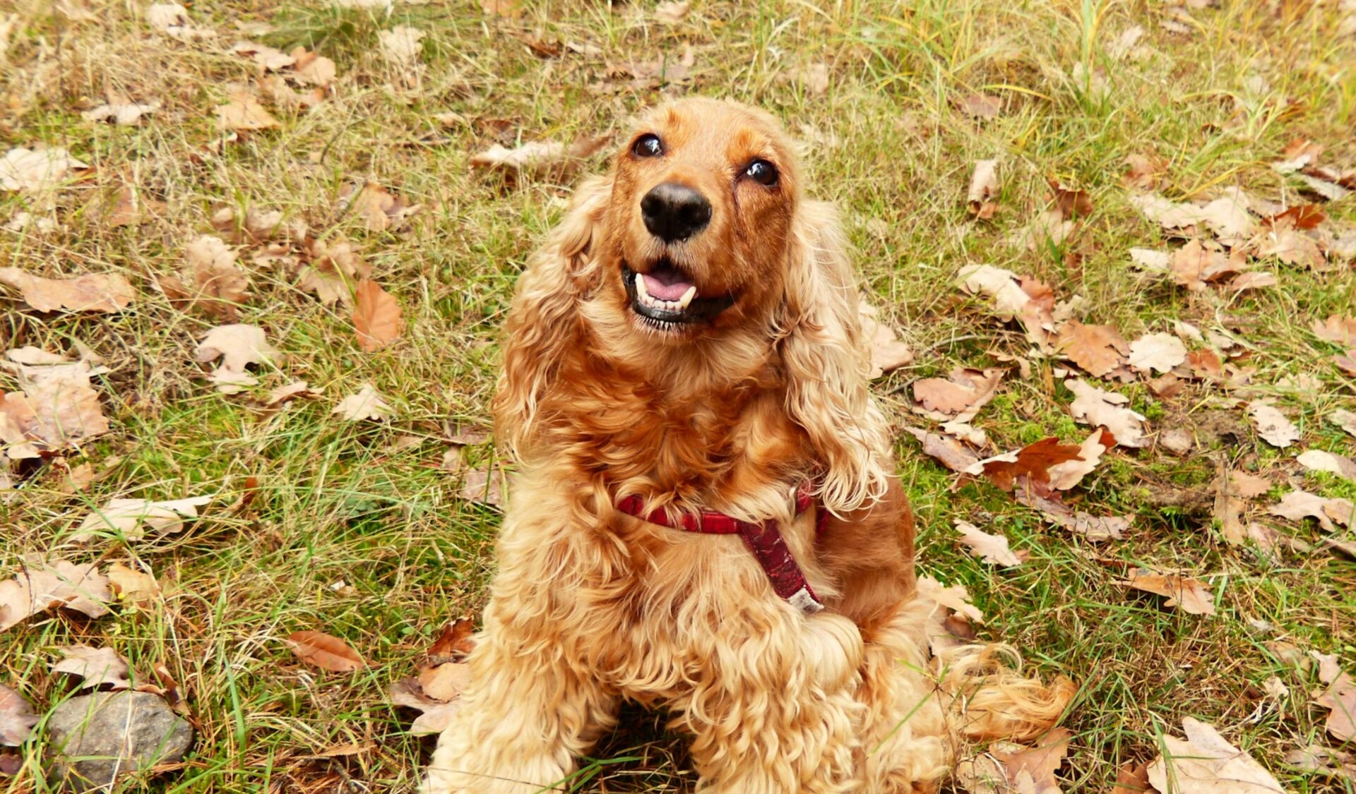 cocker spaniel