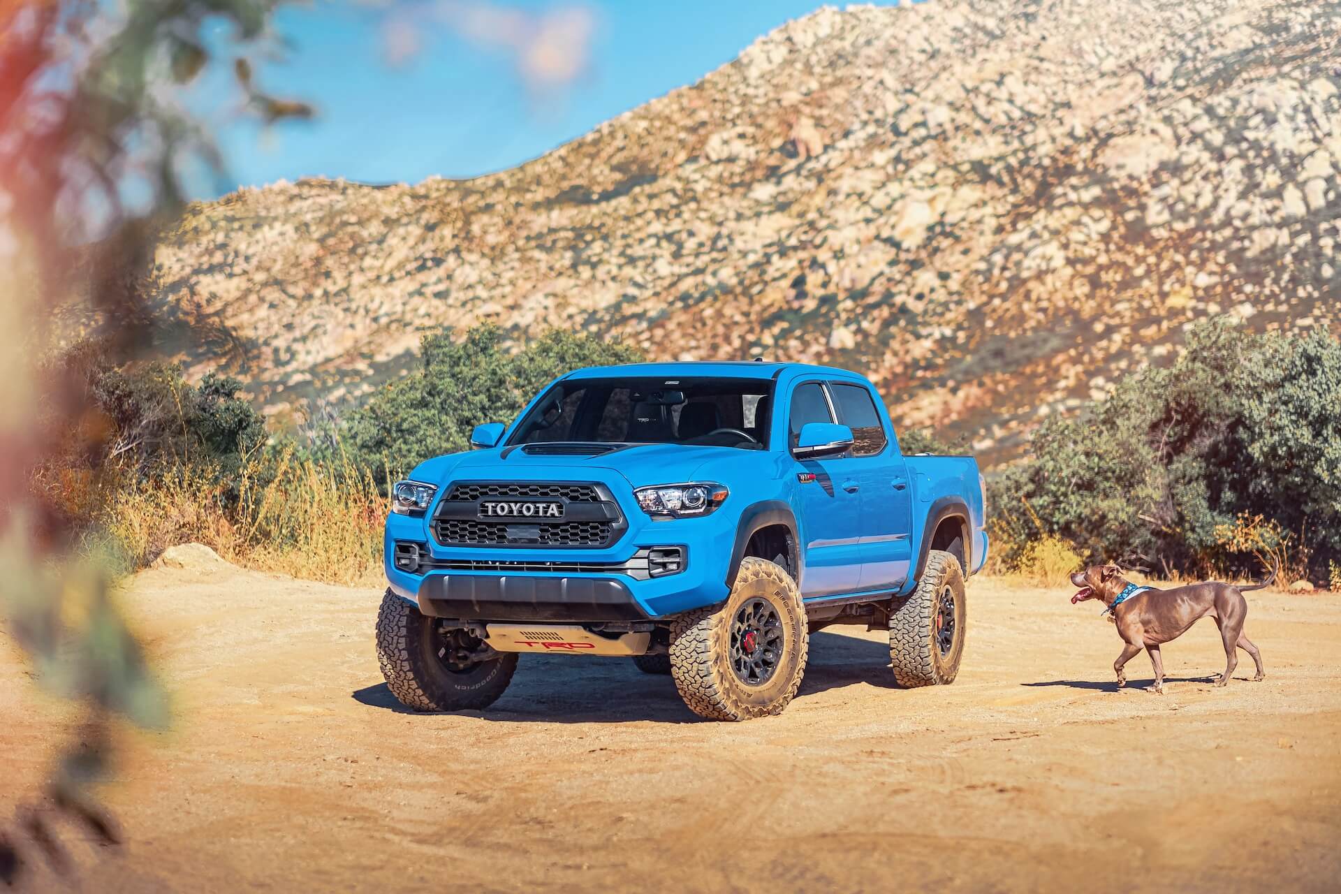 Bright blue Toyota Tacoma and a brown dog