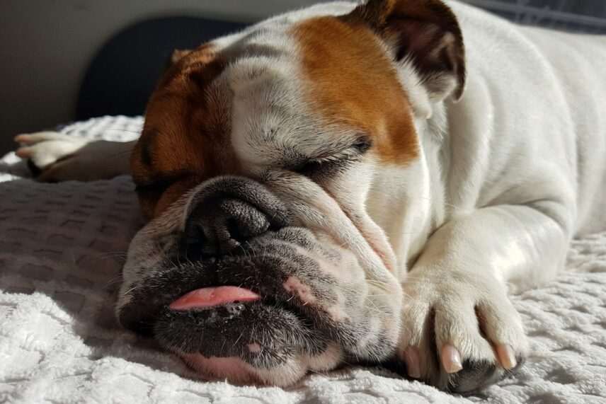 A white and brown bulldog sleeps with his tongue sticking out on a white blanket. When people ask are bulldogs aggressive, they don't think of this one.