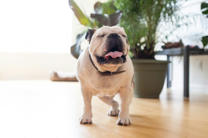 A white and brown bulldog stands smiling in his home. Tall potted plants sit in the background.