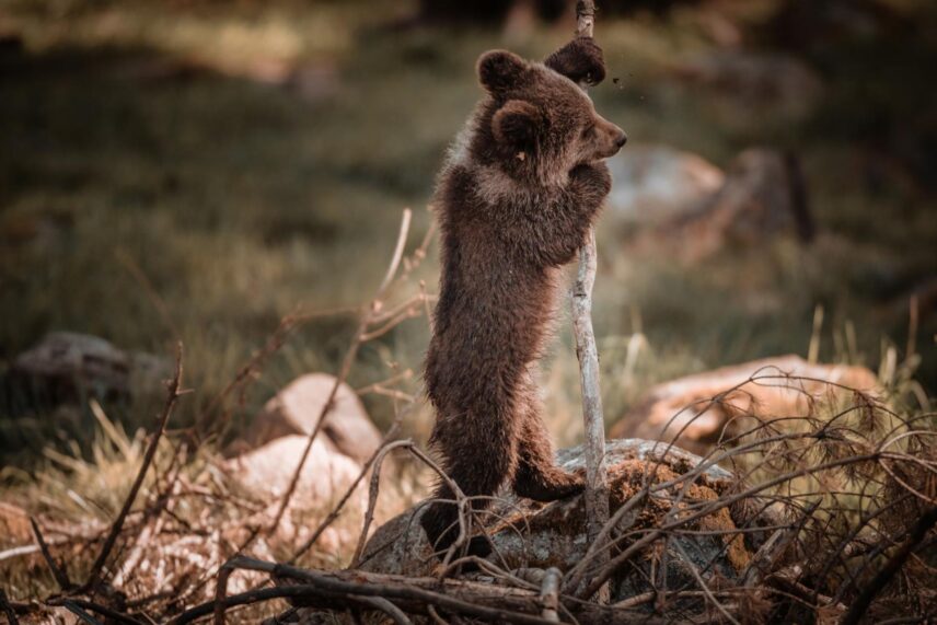 brown bear cub standing on hind legs