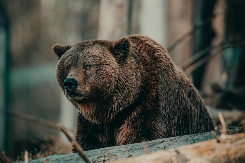 serious brown bear in front of log