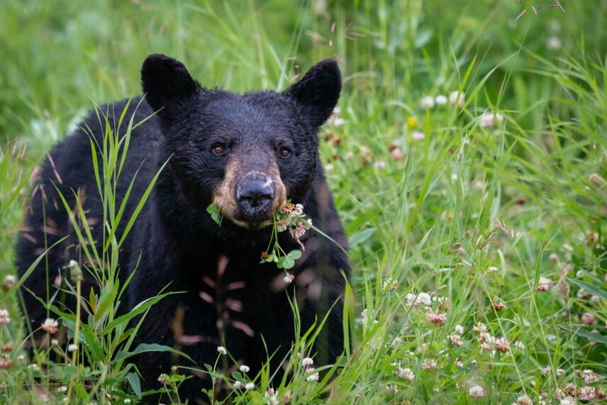 black bear in grass eating plants
