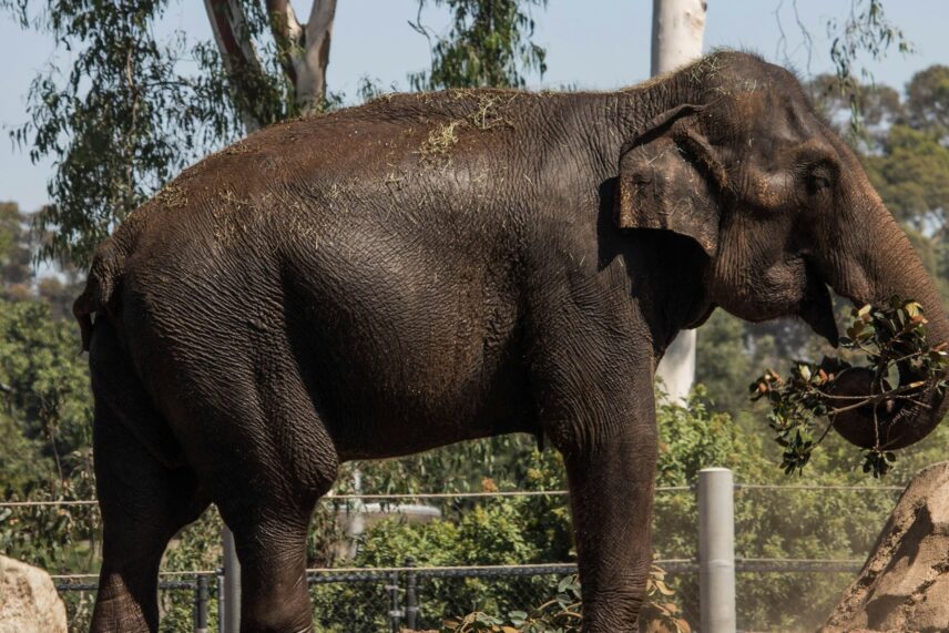 The first YouTube video featured elephants.