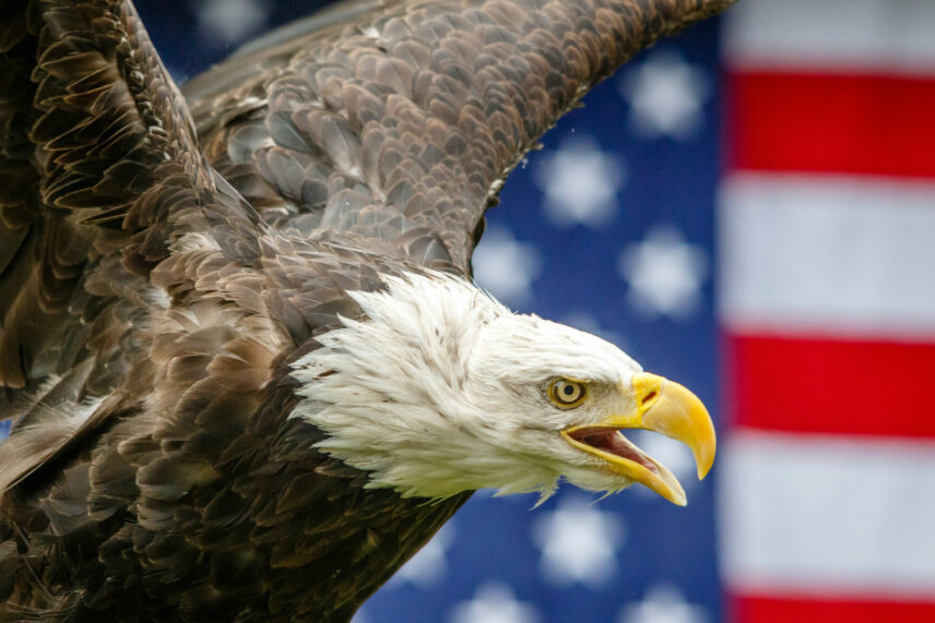 The bald eagle shows what can be done when we choose to protect an animal facing extinction.