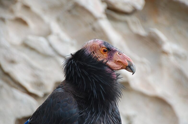 The California Condor was one of the most endangered species in the United States but is making a comeback.