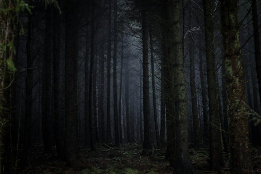 dark forest