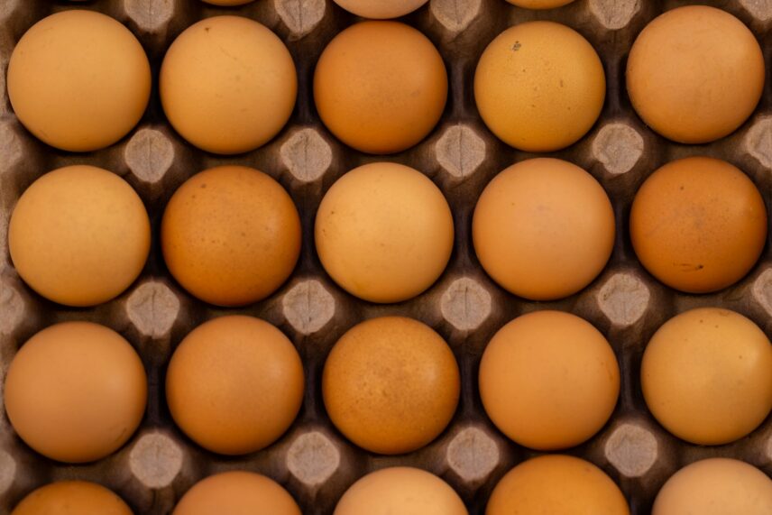 eggs
