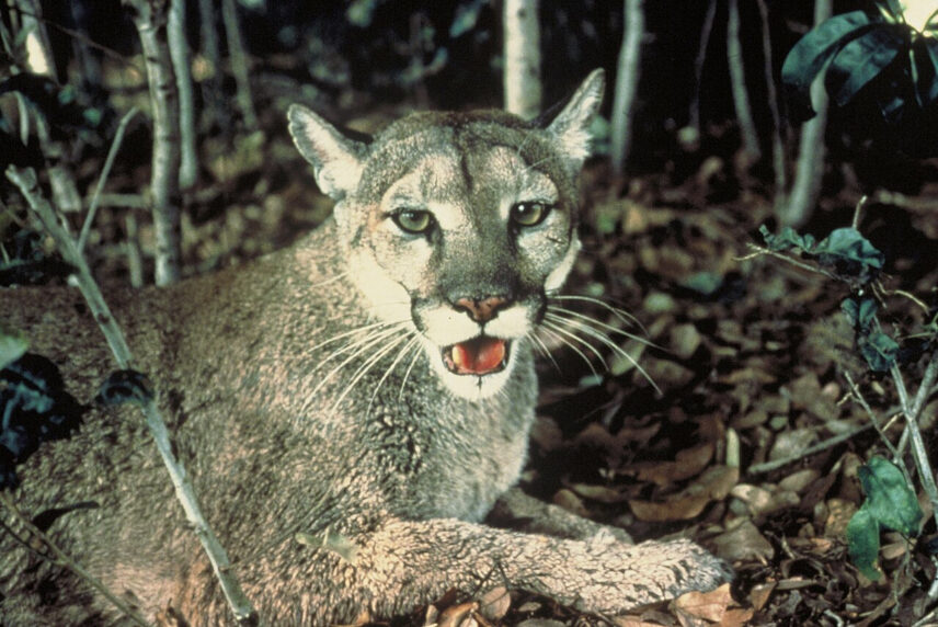 The Florida Panther is still on the U.S. species endangered list.