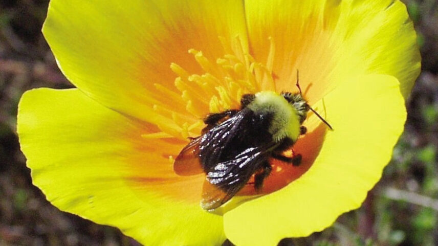 Franklin's bumble bee may already be extinct, but scientists are hopeful some survive.