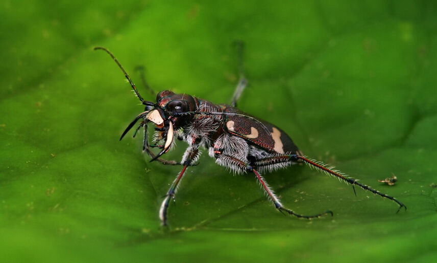 The salt creek tiger beetle is one of the rarest insects on earth.