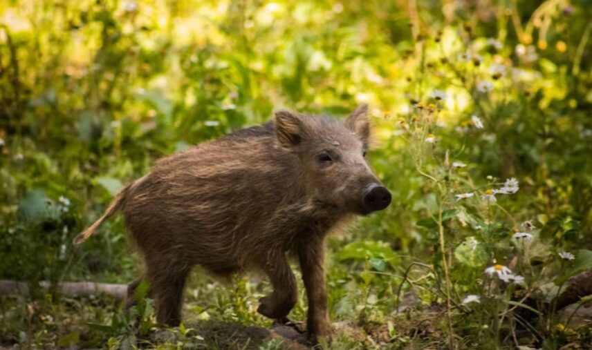wild hog