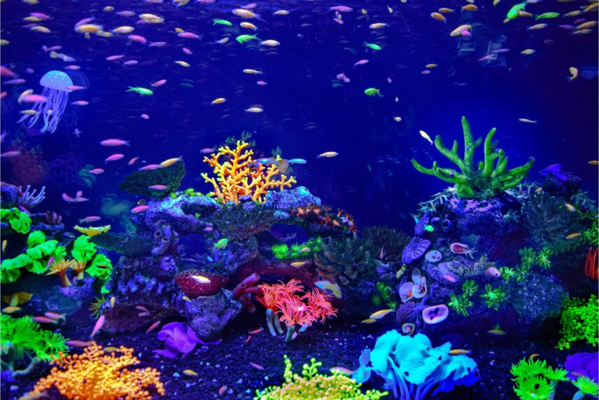 Peacock gudgeons are peaceful and safe to keep in community setups with other fish.