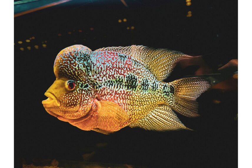 Some cultures consider flowerhorns as living lucky charms that bring good fortune.