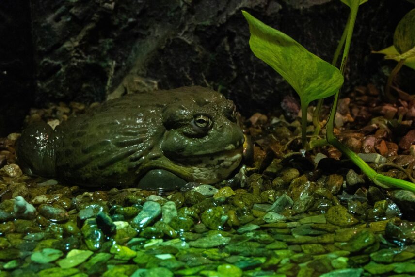 American bullfrogs are apex predators in their natural habitats.