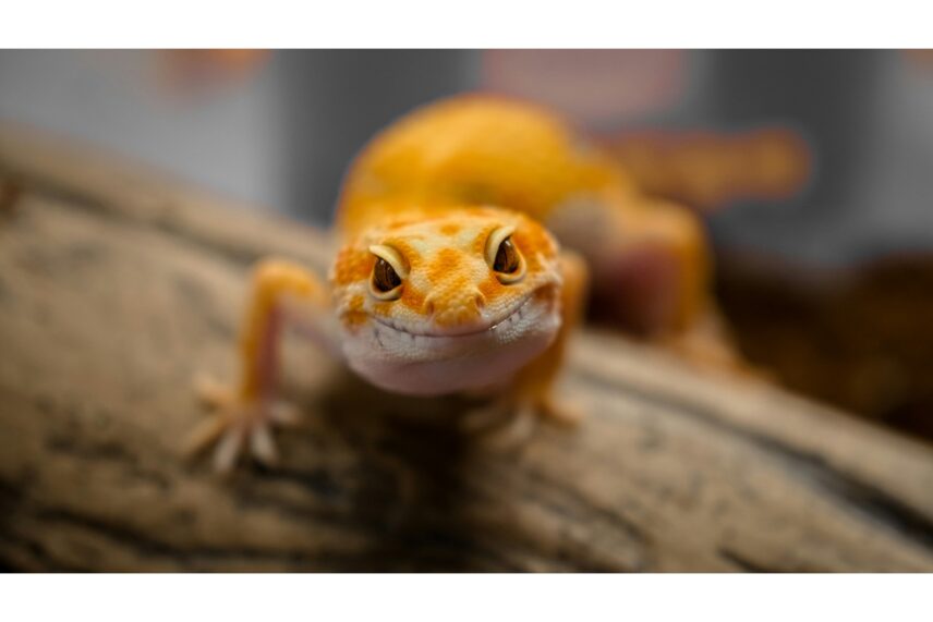 Unlike most geckos, leopard geckos can blink and close their eyes to sleep.