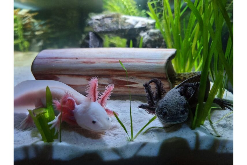 Axolotls come in various color morphs, from pale pink and yellow-gold to mottled green or black.