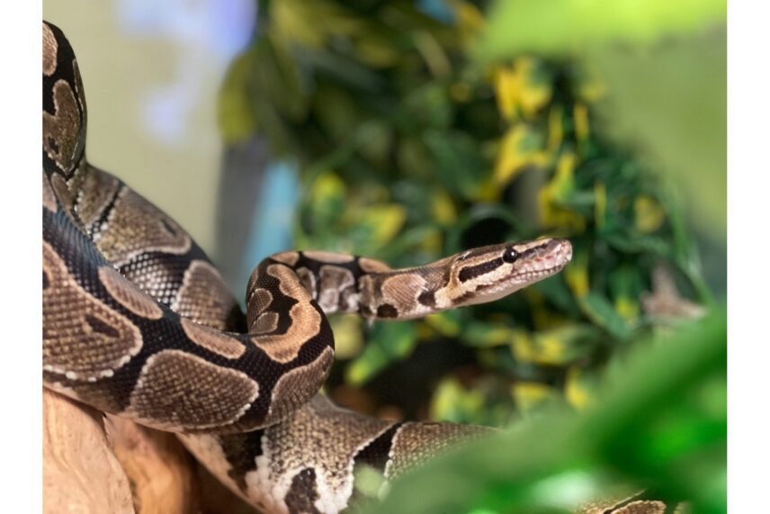 Non-venomous snakes are popular exotic pets you can own without a license.