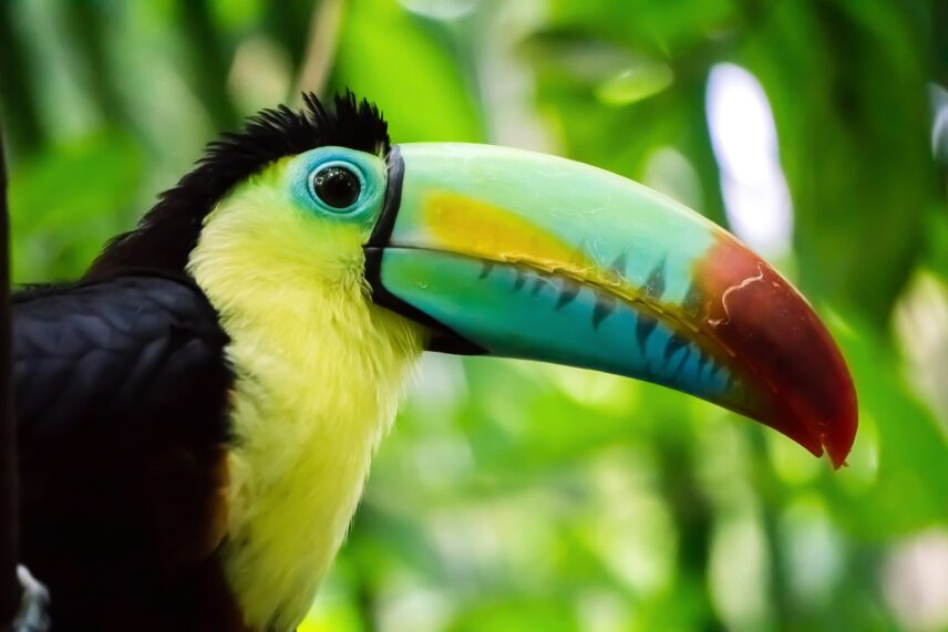 Exotic pets are any animal kept by humans that's not traditionally domesticated.