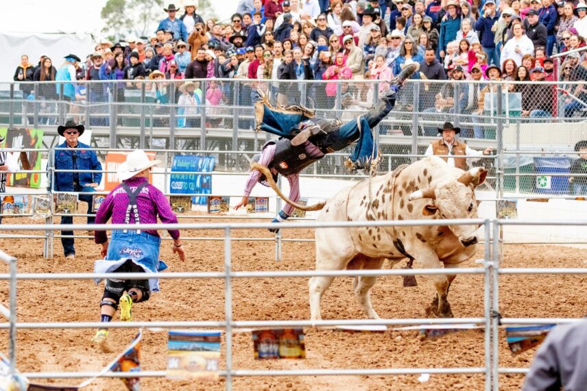 Not all bull riders leave the ring unscathed.