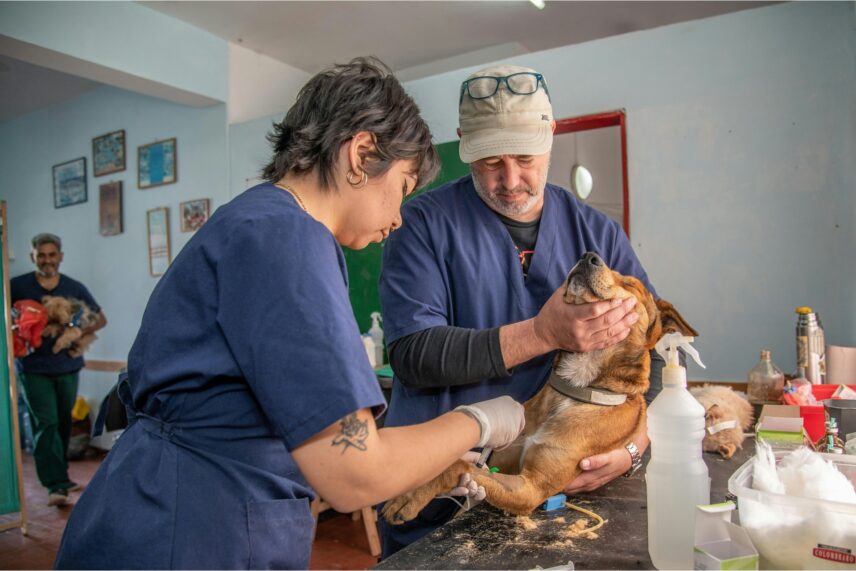 The psychological toll of taking care of animals is heavy.