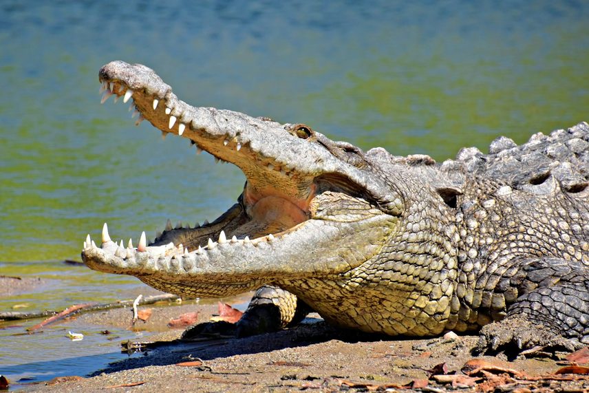 A crocodile opening its mouth.