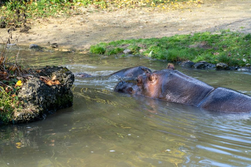 A hippopotamus partially submerged in murky water.