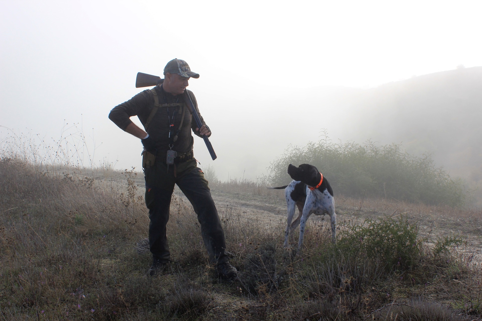 A hunter and his brittany spaniel hunting dog