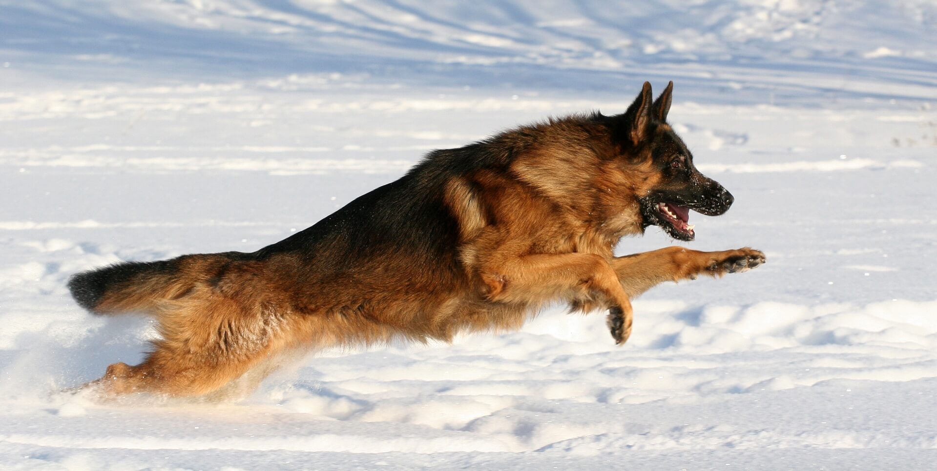 Dog running through the snow.