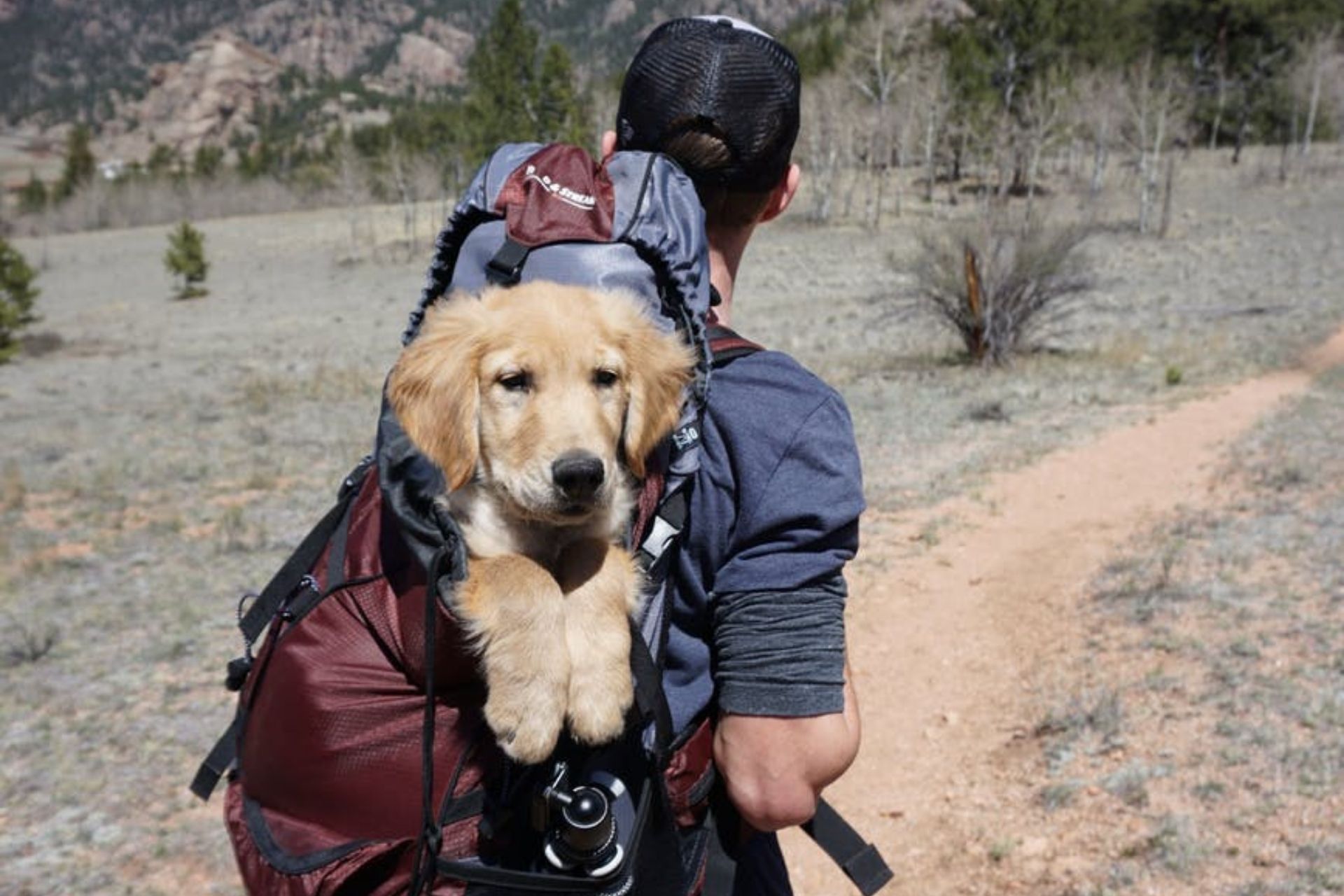 Dog in backpack.