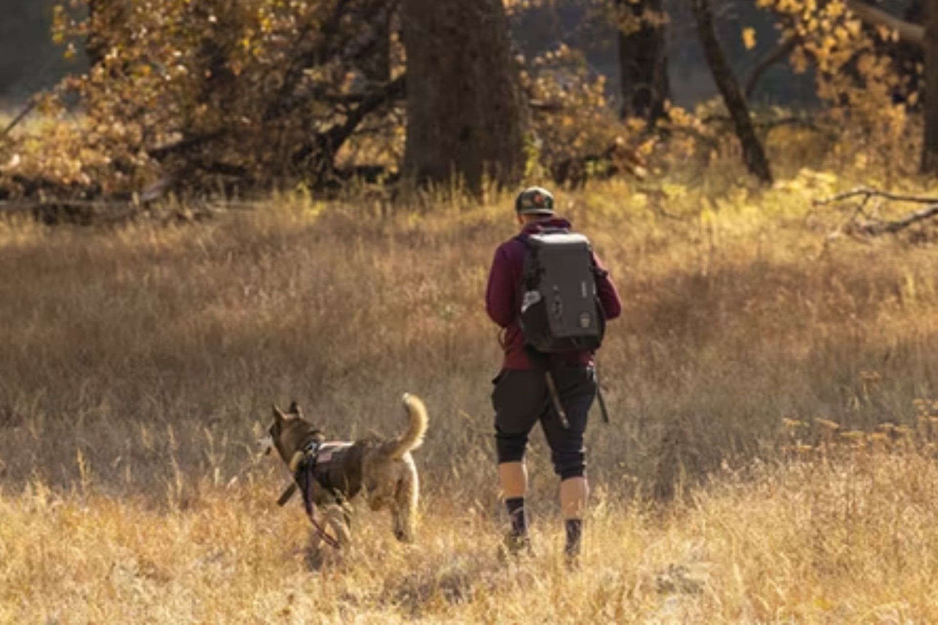 the-benefits-of-an-off-leash-dog-hike