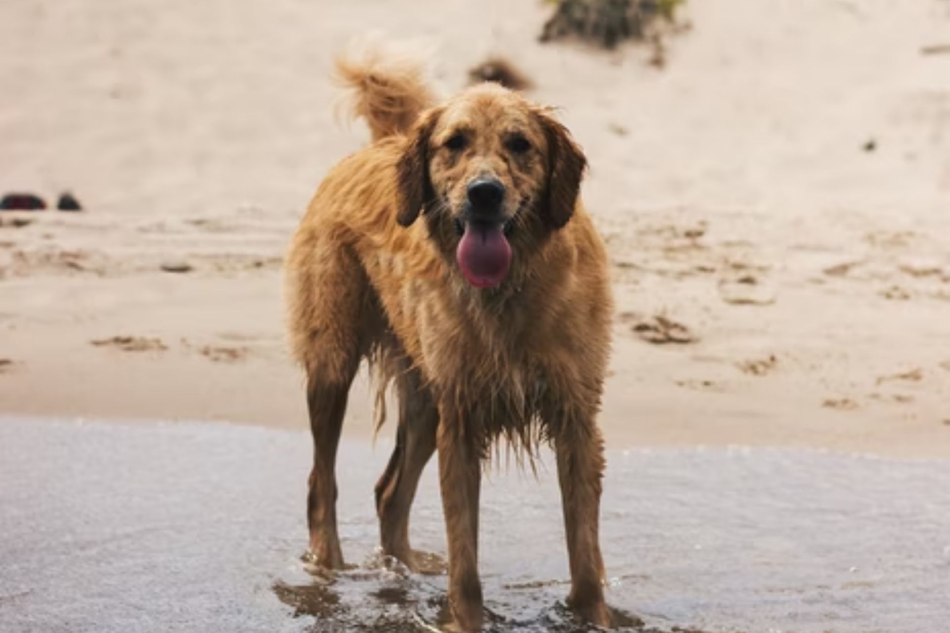 best-national-parks-for-dogs-and-their-owners