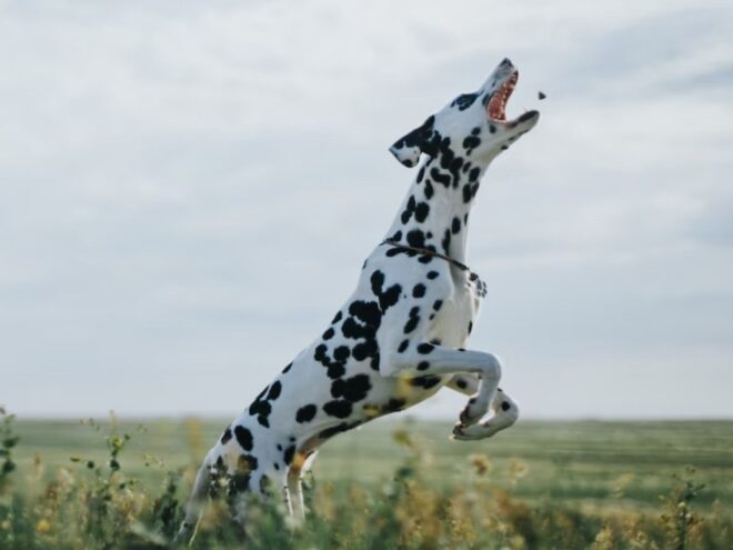 Dalmatian jumping for toy.