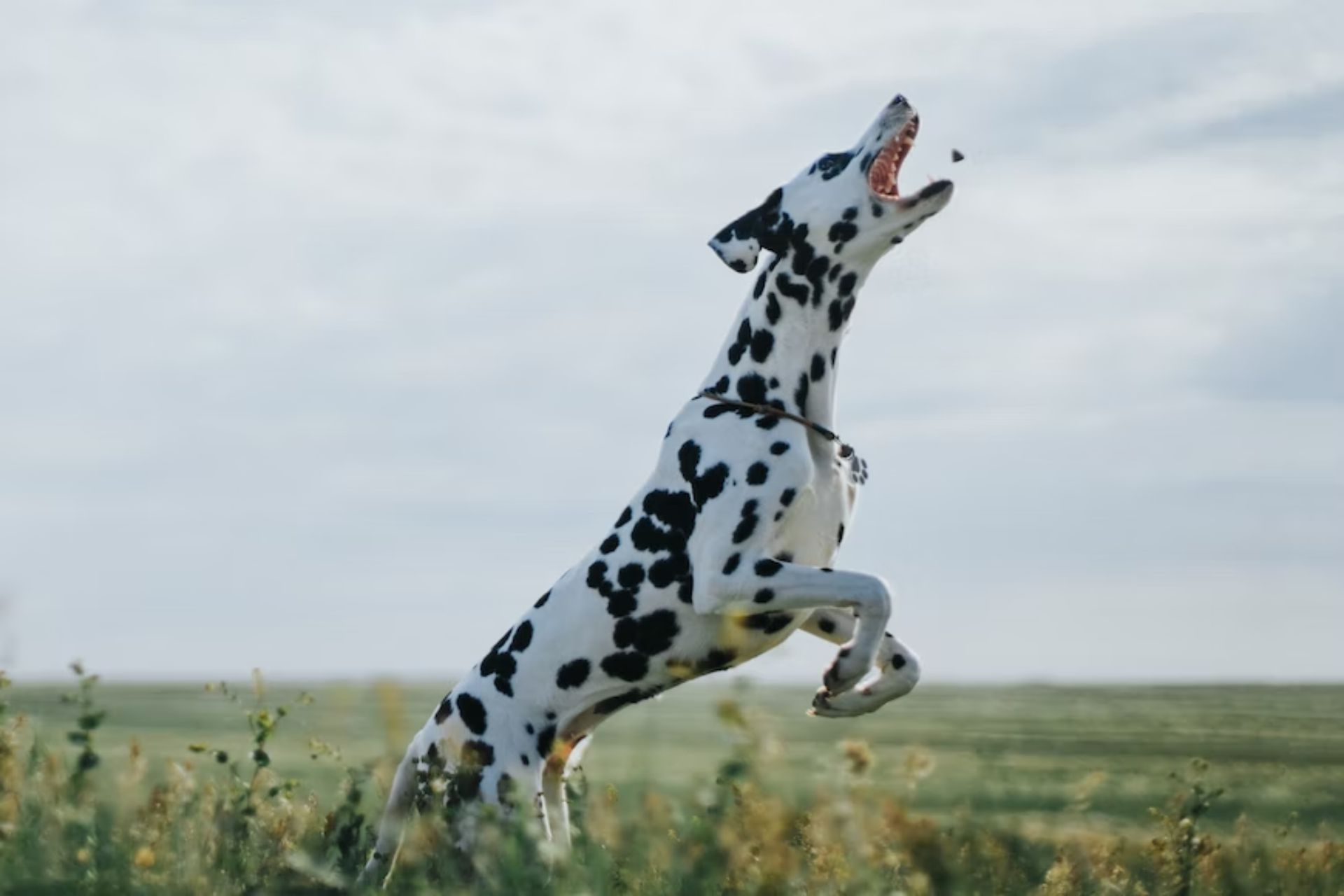 Dalmatian jumping for toy.