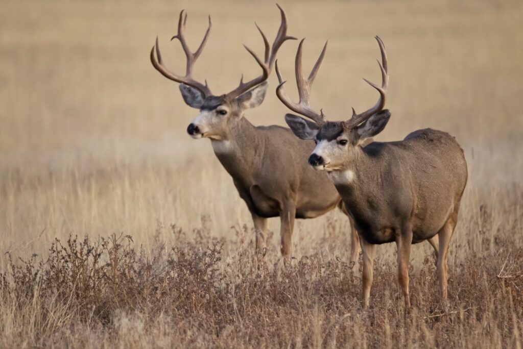 Two mule deer bucks taking a walk